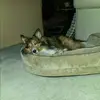 Joseph Piccolo - @joseph.piccolo1 - TikTok