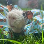 Joseph 🐷 🥬 - @josephthepiggy - Instagram