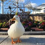 Joseph Ling - @josephpiggy - Instagram