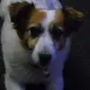 Joseph Piggins - @joseph.piggins - TikTok