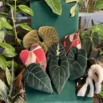Magdalenasthings Josephine - @josephinesleafpillows - Instagram
