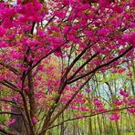 Joseph PLANT Nursery - Facebook