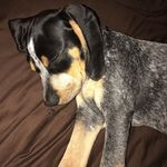 Blue - @joseph.blue.polaski - Instagram
