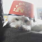 Joseph pringle - @joey_pringle124 - Instagram