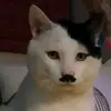 Joseph Ripley - @joey_the_retard911 - TikTok