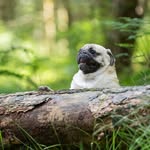 Joseph Charles Rogerson - @thepugmonsters - Instagram