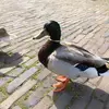 joseph - @joseph.ryan - TikTok