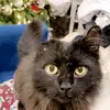 Joe Rybak - @hordeofkittens - TikTok