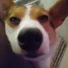 Joseph Ryland - @joseph.ryland - TikTok