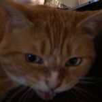 Joseph Savell - @kittycat_jack_jack - Instagram