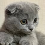 @joseph_scottishfold - Instagram