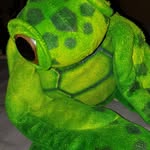 joseph the turtle - @joseph_shell_man - Instagram
