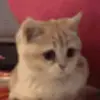 josephshockley - @josephshockley - TikTok