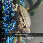Joseph Small - @thenickel_guy - Instagram