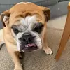 josephsperazzo - @skythebulldog1 - TikTok