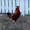Rufus T. Firefly - @josephsperati - TikTok