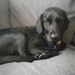 Joseph Spinks - @jojocrazyspinks2013 - Instagram