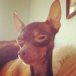 Joseph Stradley - @shayallicat - Instagram