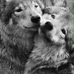 Joseph Suttles - @raised_by_the_wolves20 - Instagram