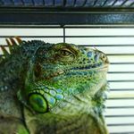 Joseph Thurber - @the_great_white_bat - Instagram