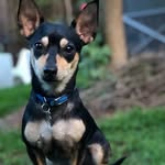 @joseph_perceval_tiddlywinks - Instagram