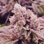 Joseph Tyree - @weedking566 - Instagram
