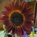 Josephine Westerman - Facebook