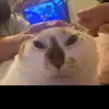 josephinebauer - @josephinebauer - TikTok