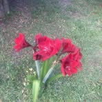 Josephine Cartwright - Facebook