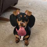 Josephine C.C. Frey - @josie.the.dachshund - Instagram