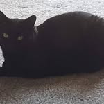 josephinegregory - @josephinegregory - Instagram