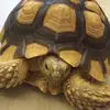 Koopa 123<3 - @josephinehung0 - TikTok