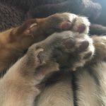 Josephine Hutton - @warm_paws - Instagram