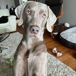 Josephine Lambert - @hudsonthe_weim - Instagram