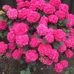 Josephine Mann - Facebook
