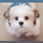 Josephine Manuel Arrogancia - @pinkdeargo - Instagram