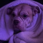 Phoenix - @phoenix__josephine - Instagram