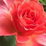Josephine Tobin - @josephine.mary.rose - Instagram