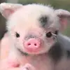 josephinetyson7 - @josephinetyson7 - TikTok