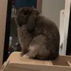 meow - @josephineraewaters - TikTok