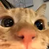 Josey White - @josey.white8 - TikTok