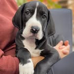 Josey White Paws - @joseythedane - Instagram
