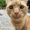 Josh Babb - @jbabb0780 - TikTok