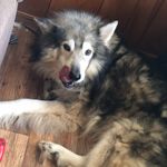 Josh bean - @joshbean420 - Instagram