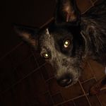 Shelby Taken By Josh Beckwith - @jenson_is_the_dog - Instagram