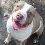 Josh Blackmon - @jrock_kennels - Instagram