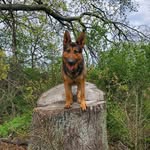 Josh Blankenship - @josh_blankenship82 - Instagram