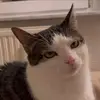 joshua_blankenship_ - @joshua_blankenship_ - TikTok
