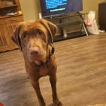 Josh Britton - @josh.britton.501 - Instagram
