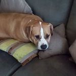 Josh Britton - @britton4971 - Instagram